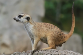 <p>SURIKATA (Suricata suricatta), ZOO Ústí nad Labem</p>